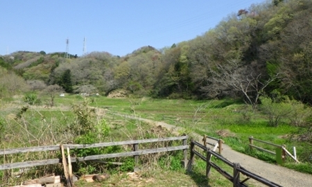 横沢入風景