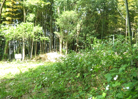 多摩東寺方緑地保全地域で