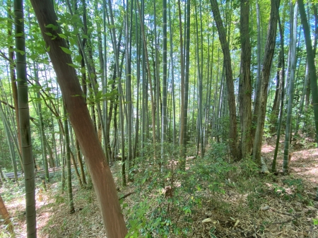 竹林