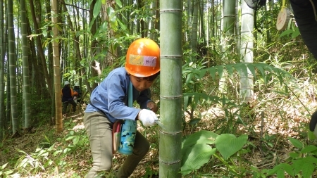 ノコギリを使って竹の伐採