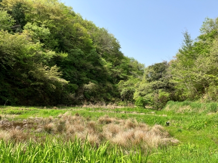 横沢入里山保全地域全景