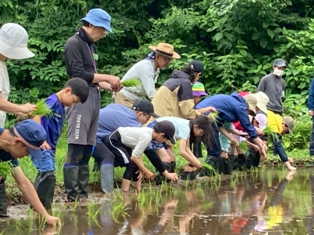 一列で田植えする様子