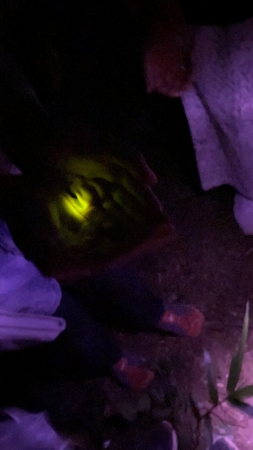 幻想的なホタルの光