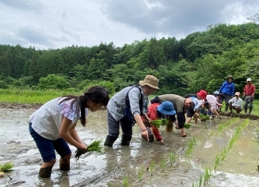田植え