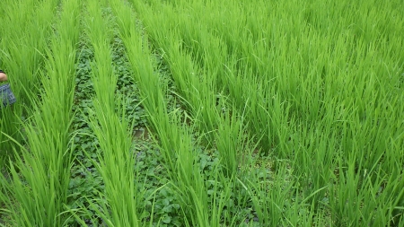 雑草が生えている田んぼ