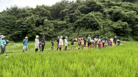 成長した苗の田んぼ