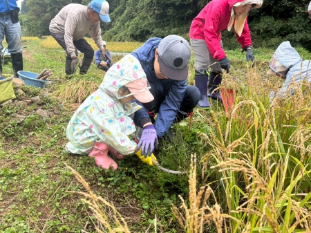 親子で一緒に稲刈り