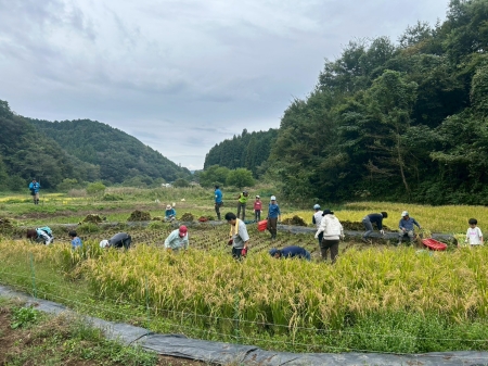 稲刈りの遠景