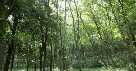 七国山緑地保全地域の風景
