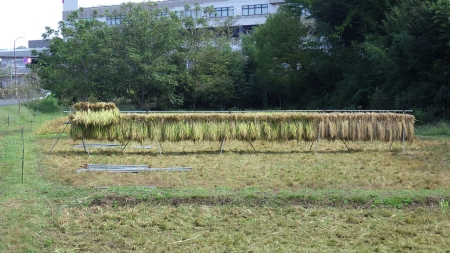はざかけ完成