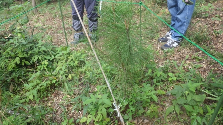 ひもで囲まれたアカマツの実生