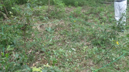 下草刈り後のコナラの芽