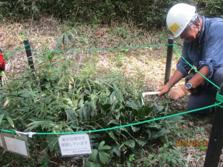 希少種周りの下草刈り