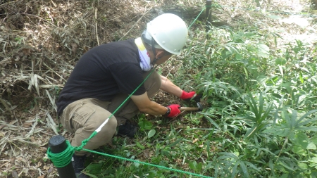 丁寧に下草刈りをする様子