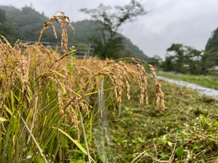 横沢入里山保全地域の実った稲穂