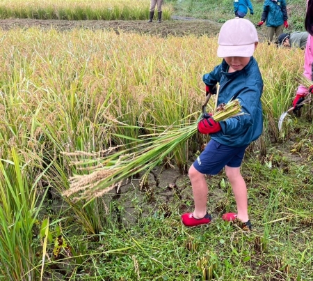 稲刈りスタート
