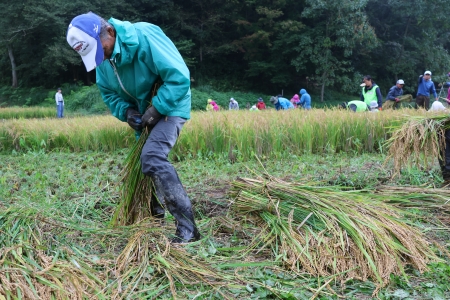 稲を束ねる様子