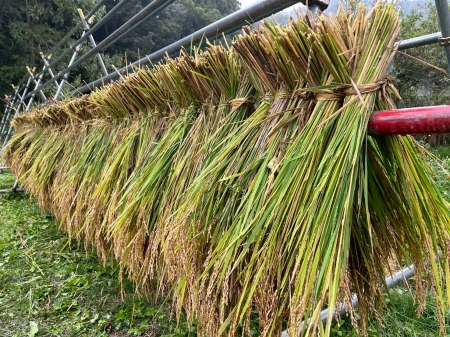 はざかけされた稲
