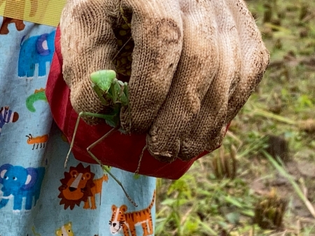 カマキリつかまえた