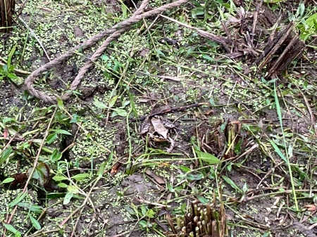 カエルにもであった