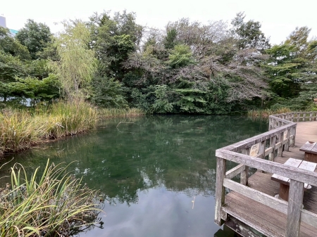 国分寺姿見の池緑地保全地域