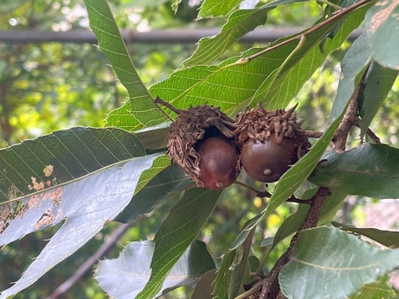 保全地域に実る実