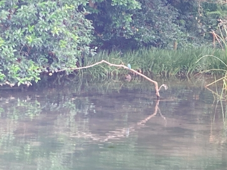 水辺のカワセミ