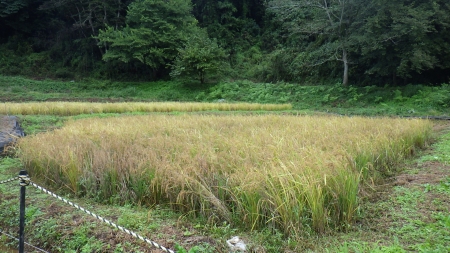 稲刈り前の田んぼ