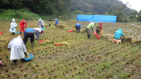 稲を刈ってすっきりした田んぼ