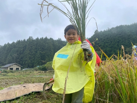 刈った稲を見せる少年