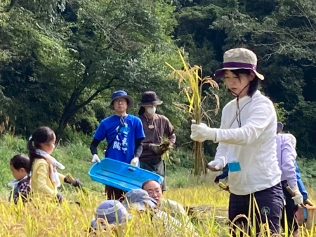 慎重に稲刈りをする様子