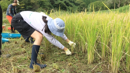腰を落として稲刈り