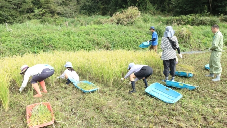 協力して順調の稲刈り