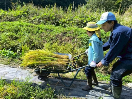 一輪車で稲を運ぶ子ども