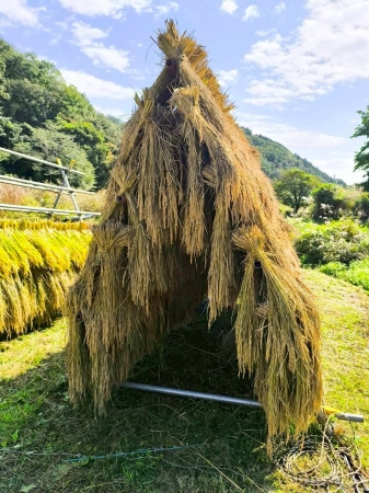 はざかけが終わった稲