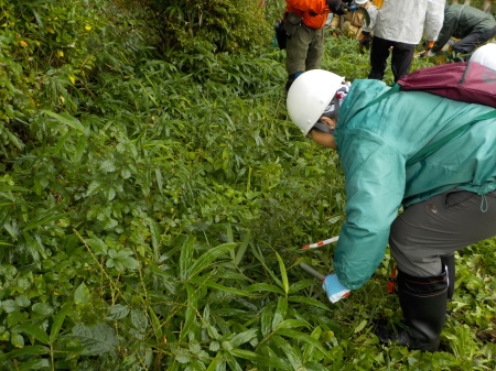 腰を低くして刈る様子