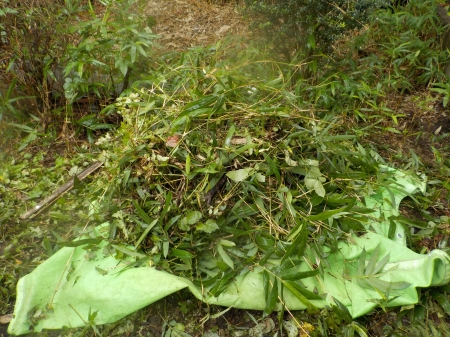 一か所にまとめられた草