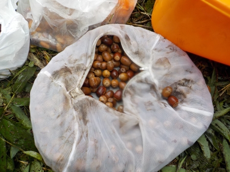 ドングリが入った袋