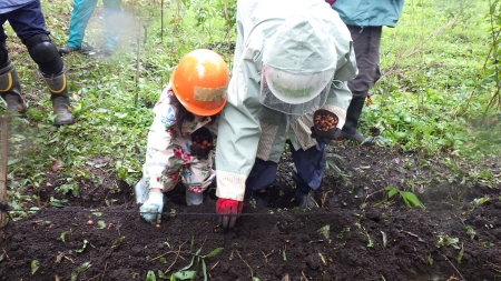 畝にドングリを植える様子