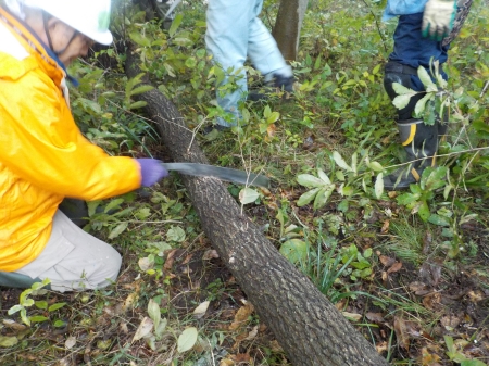 伐倒木をさらに細かく伐採する様子