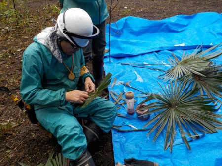 シュロの葉でハエタタキ作り