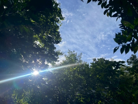 太陽の光さす森