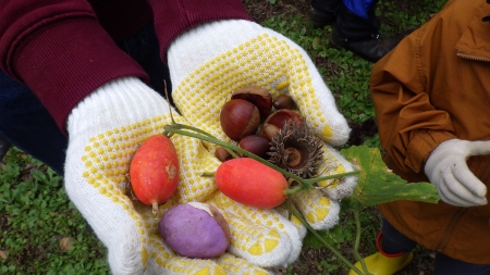 色とりどりの実