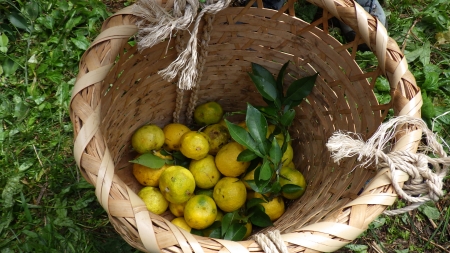 収穫された柚子