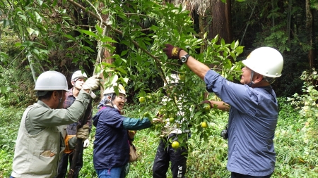 収穫で柚子の香りが広がり笑顔の参加者