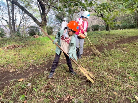 熊手でイガを集める少女