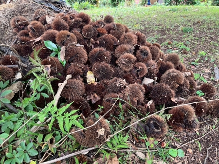 イガがたくさん