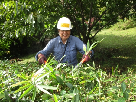 刈り込みバサミでお茶の葉をそろえる参加者