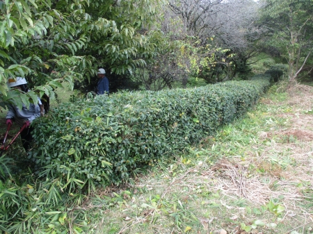 形がそろったお茶の葉