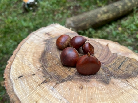 切り株の上の栗の実